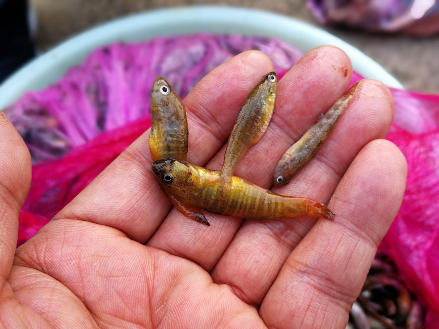 农村大集上几种稀罕野生小鱼图六是小鱼中的极品可遇不可求