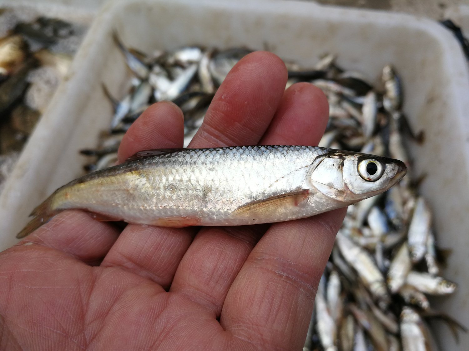 农村大集上几种稀罕野生小鱼,图六是小鱼中的极品,可遇不可求