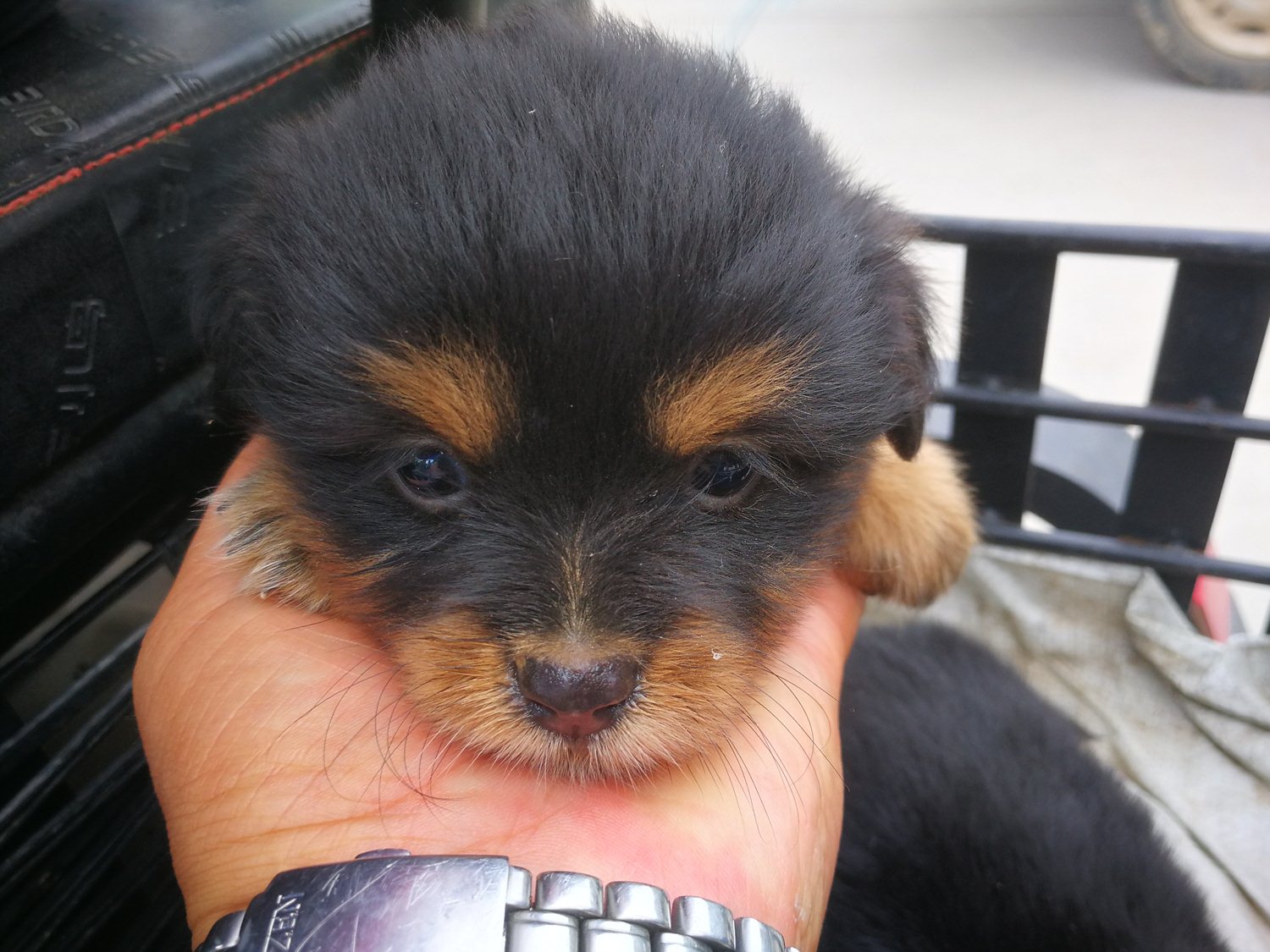 狗市上的极品小土狗，一只四眼铁包金，一只四蹄踏雪，镇宅旺主|铁包金|狗市|土狗_新浪新闻