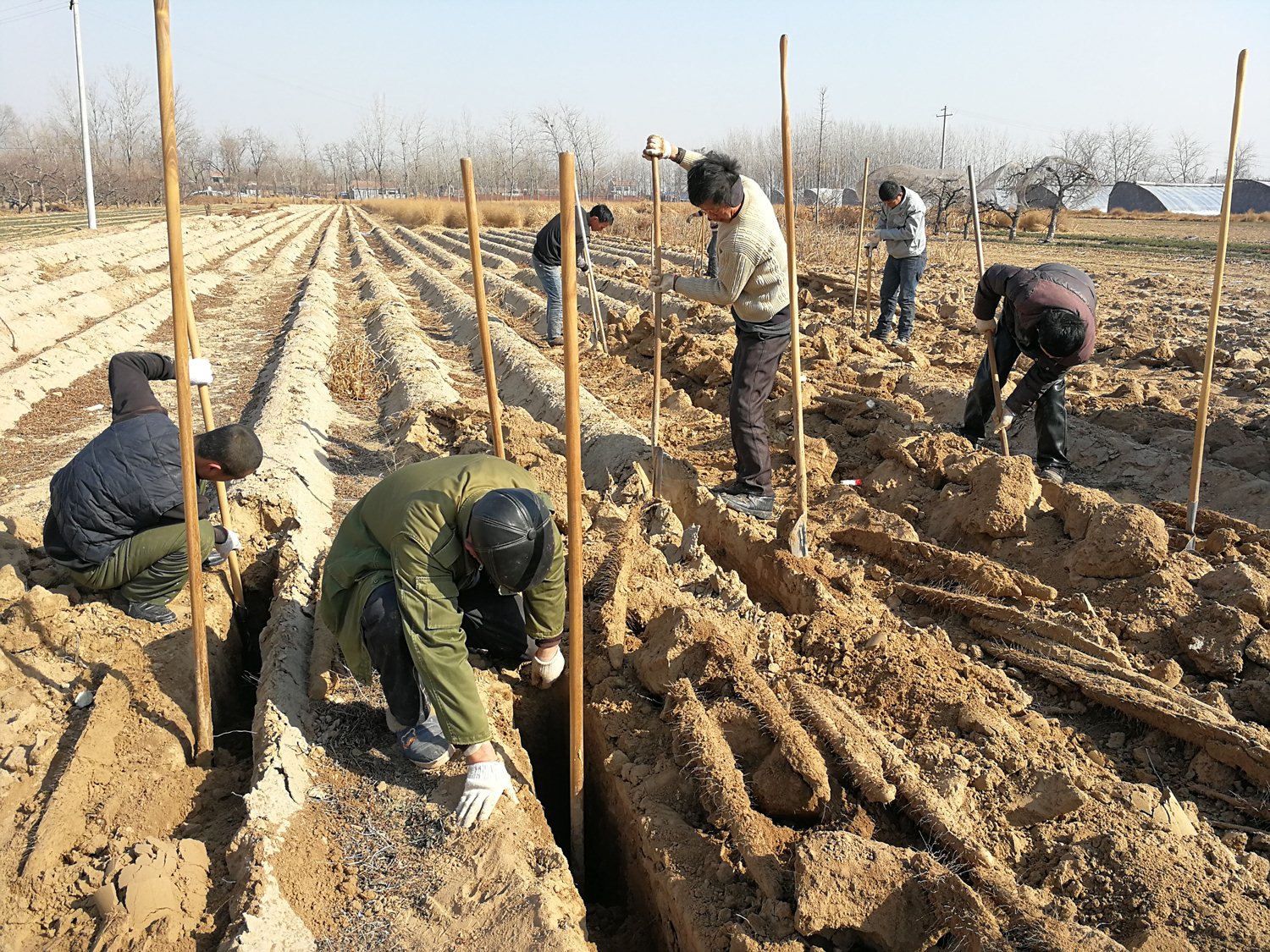 山药每亩人工费3千元,收购价每斤2元下跌三成 ,明年不想种了