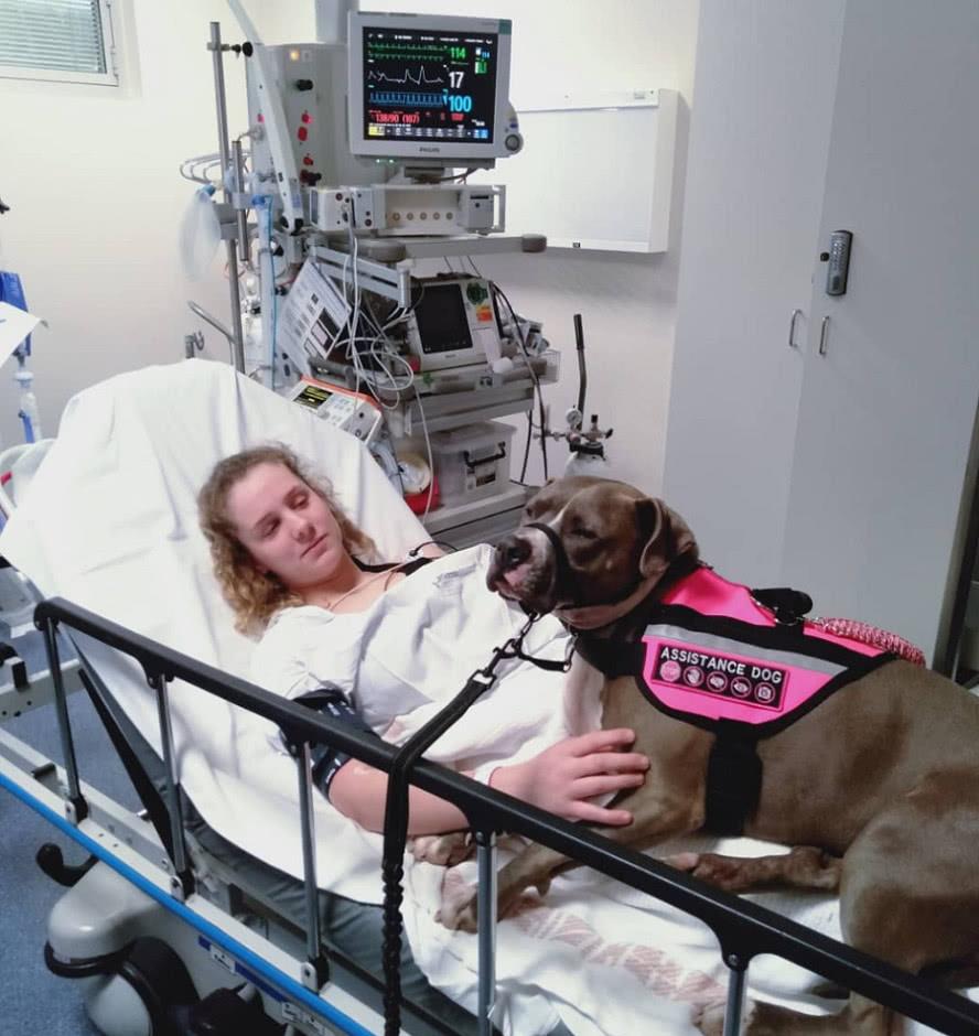 很多很多,就拿家里的宠物狗来说,它们何尝不是主人的"精神抚慰犬"呢?