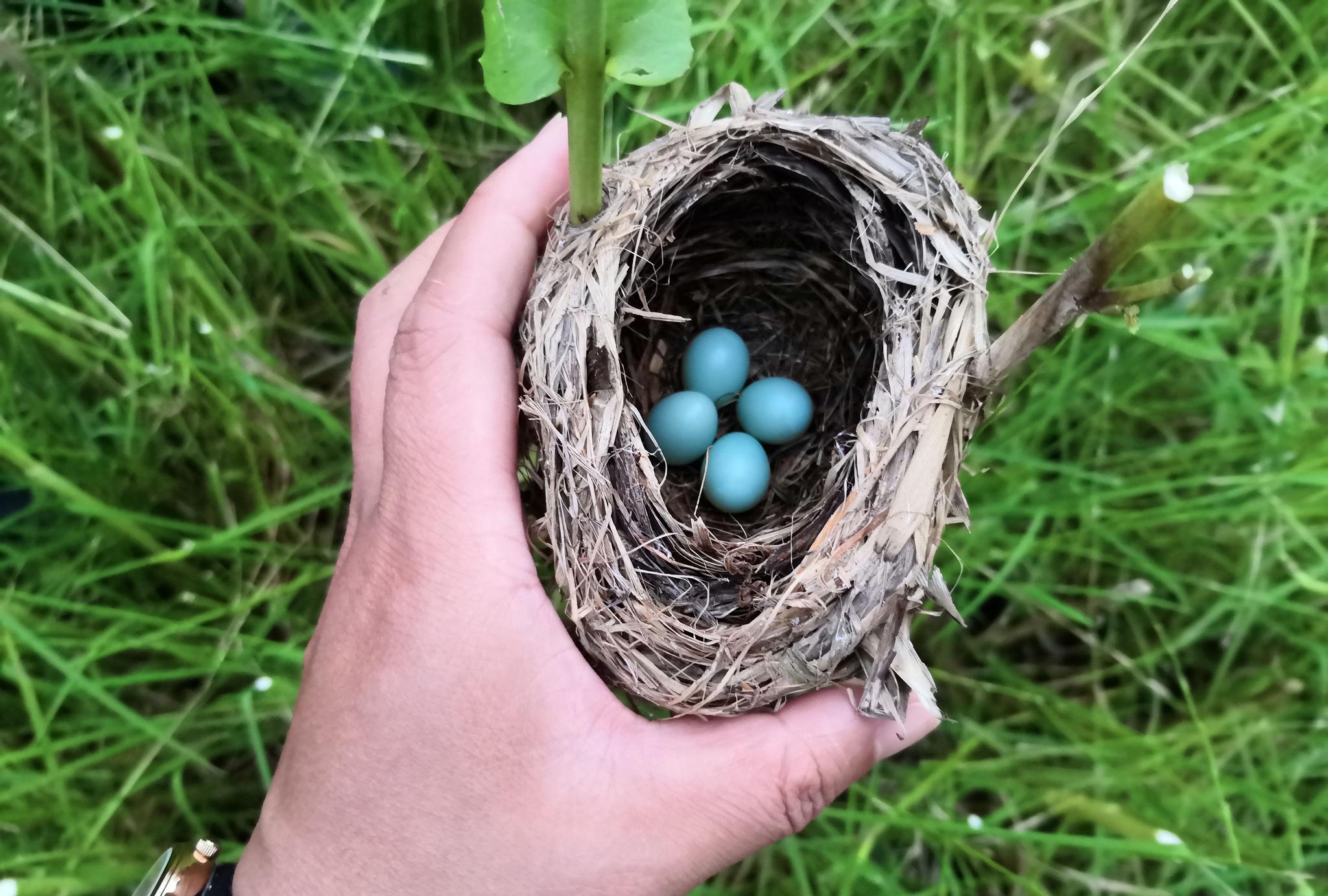Quick Facts about Bird Nests - Birding World