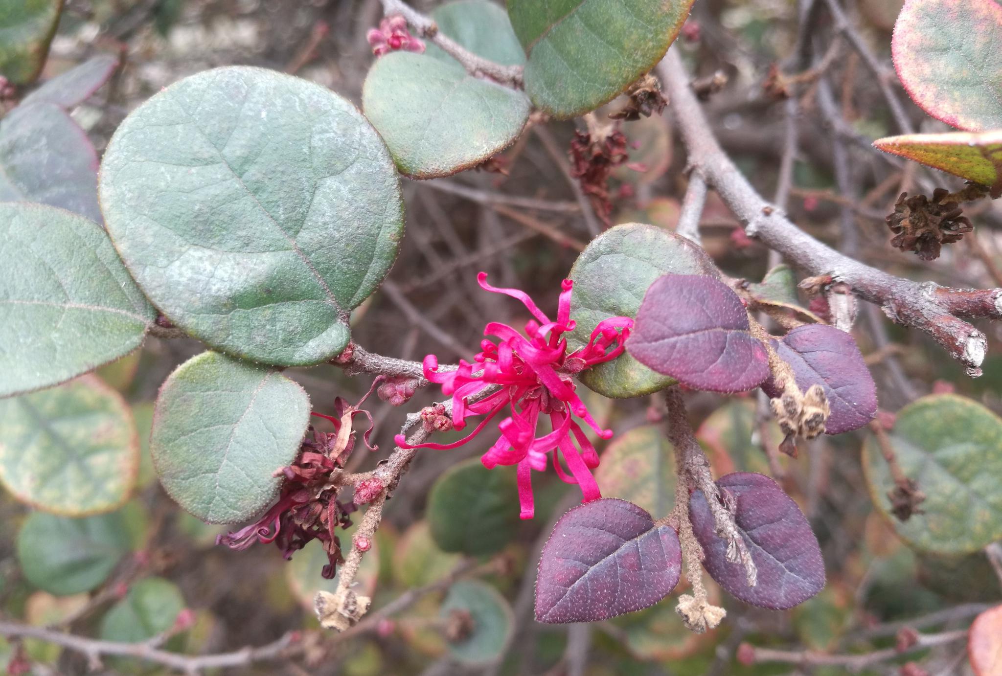 欣赏美丽的红花檵木