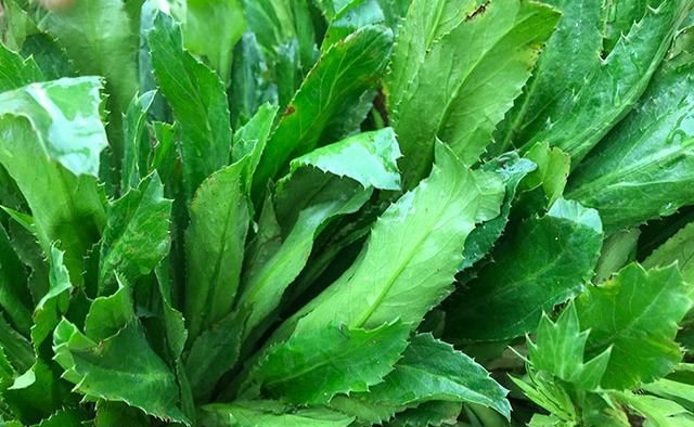 香菜这种植物在农村分布非常的广泛,因此它的名字也挺多的,别名假芫茜