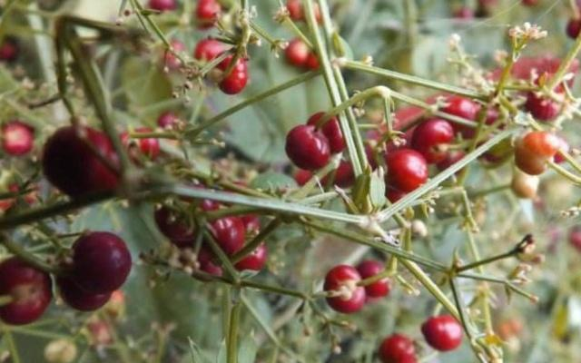 山里一种红根草药,根茎有四条棱,健胃止血效果好