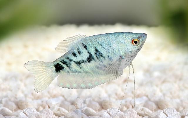 淡水热带观赏鱼有哪些?生活习性是怎样的你们了解吗?