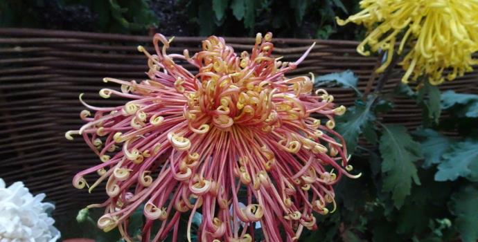 喜欢菊花,就养盆"珍品菊花"盘龙舞风,龙飞凤舞,风姿绰约!