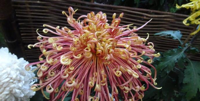 喜欢菊花,就养盆"珍品菊花"盘龙舞风,龙飞凤舞,风姿绰约!