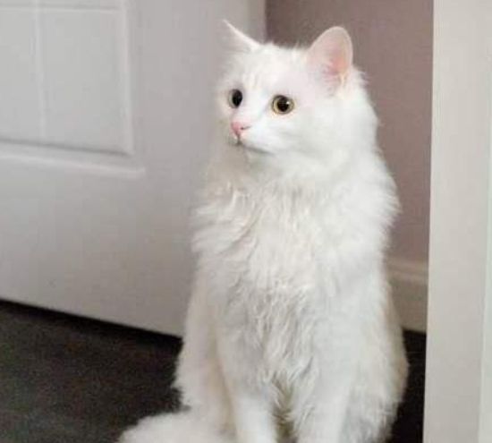 临清狮子猫柔软的毛发你会喜欢的