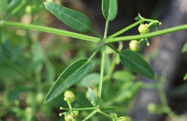 山里一种红根草药,根茎有四条棱,健胃止血效果好