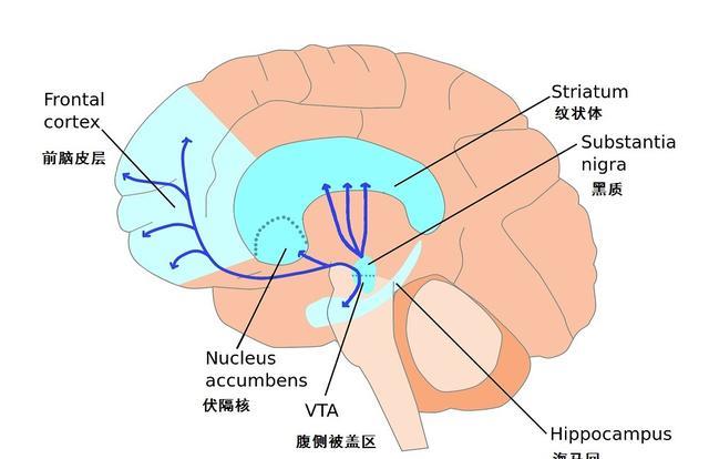 当把电极插入一个被称为中脑伏隔核区域时,实验大鼠会"主动",甚至疯狂