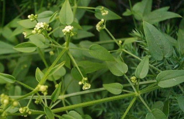 山里一种红根草药,根茎有四条棱,健胃止血效果好