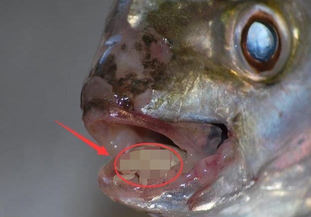 大妈菜市场买回条鲫鱼,切鱼时发现鱼嘴有异样,掰开后整个人傻住