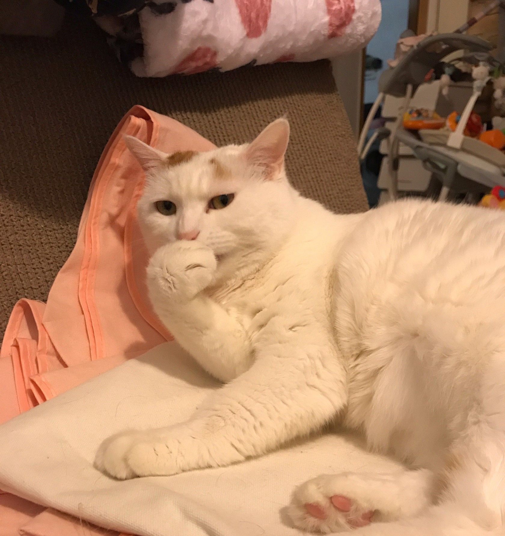 分享小猫咪呆萌照片,可爱的的小模样啊