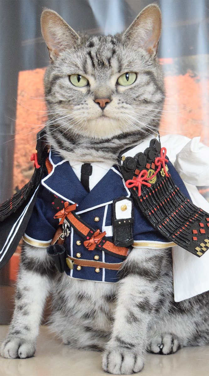 本喵最帅,不容置疑 最帅猫咪摄影