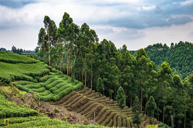 蒙顶山位于四川省雅安市境内,四川盆地西南部
