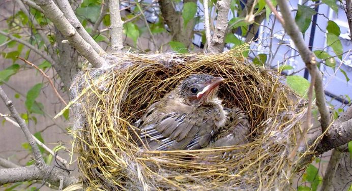 三角洲行动鸟窝彩蛋位置