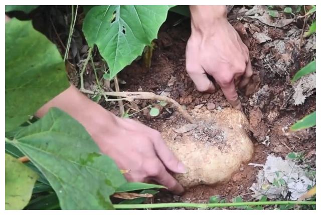 农村小伙顺藤摸瓜找到这"宝贝",一个3斤重,吃着爽脆清甜多汁|沙葛|小