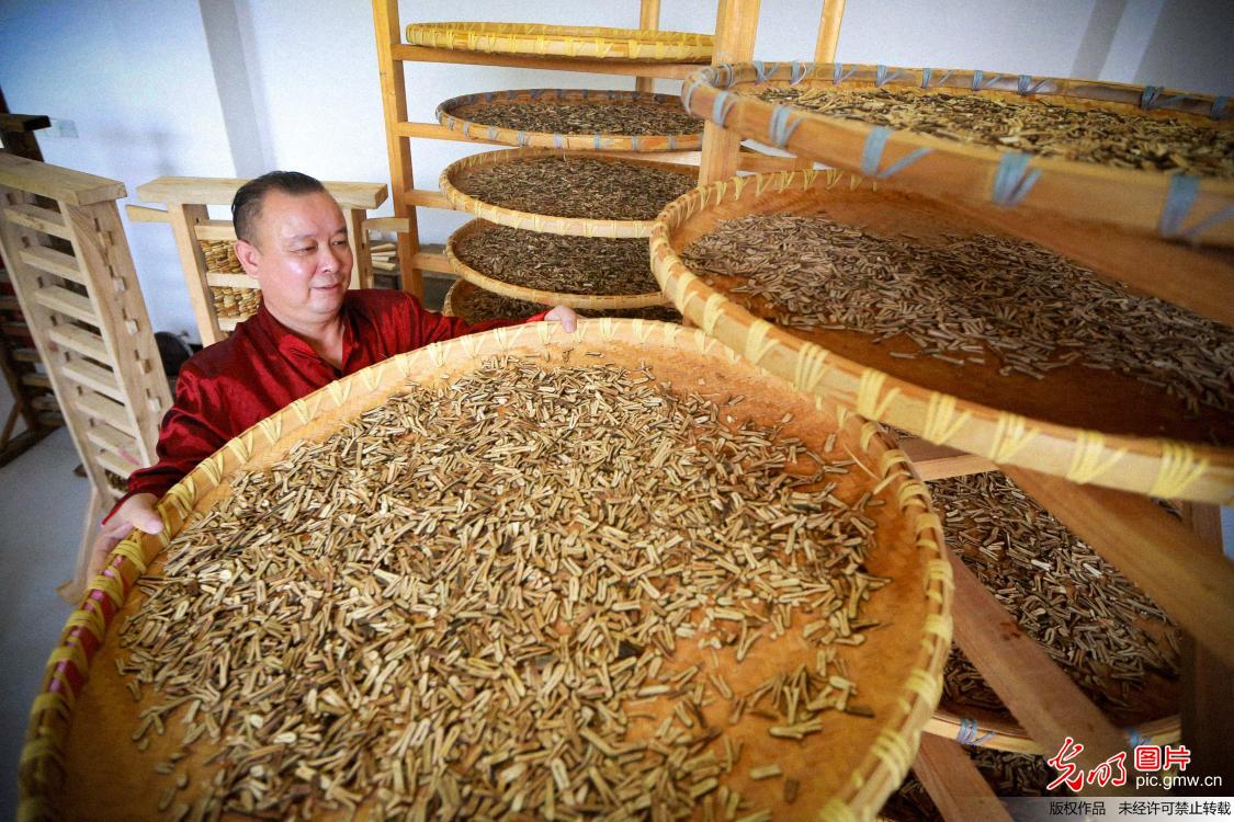 一辈子只做一件事,38年药工展示"白芍飞上天"|白芍|上天|廖慧安_新浪