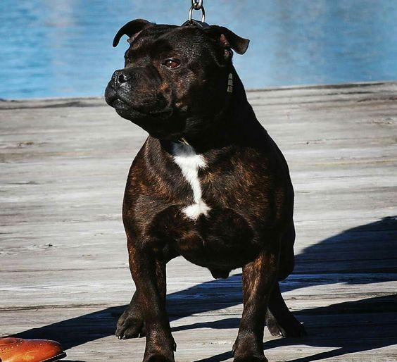 斗犬中比特犬最强同体积下这3种被忽视的斗犬可秒杀比特