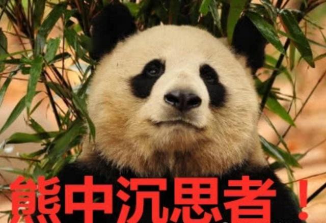 喜欢"思考熊生"的熊猫火了,一月后它又换了个位置
