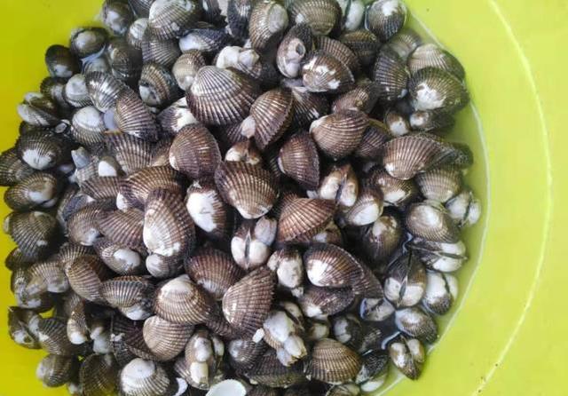 家常菜之血螺好吃却难取肉老妈妈教你生取螺肉不一般的美味