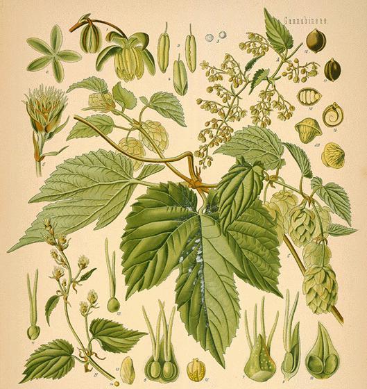 啤酒植物学 啤酒花 啤酒花 葎草 大麻 新浪新闻 啤酒植物学 啤酒花 啤酒花 葎草 大麻 新浪新闻