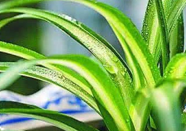 吊兰|芦荟|文竹_新浪新闻