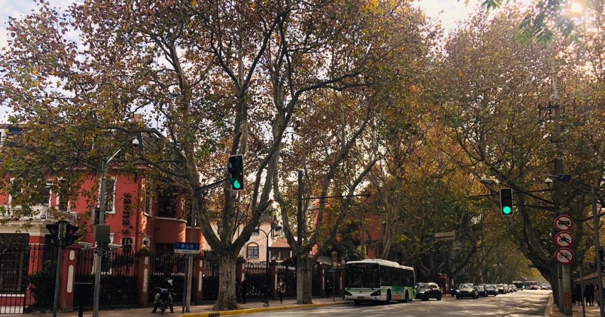 上海最具情调的街道!落叶不扫的衡山路,情侣浪漫圣诞好去处