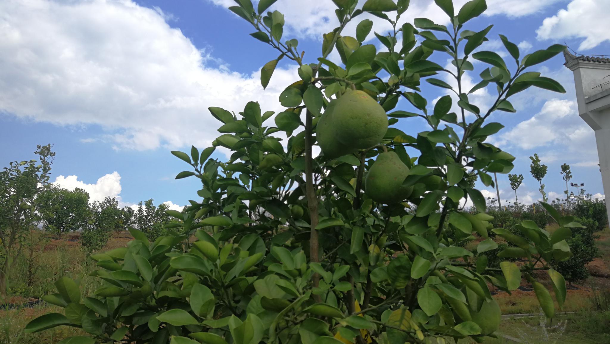 吉安旅游: 柚乡园 远离城市喧嚣 感受田园之美