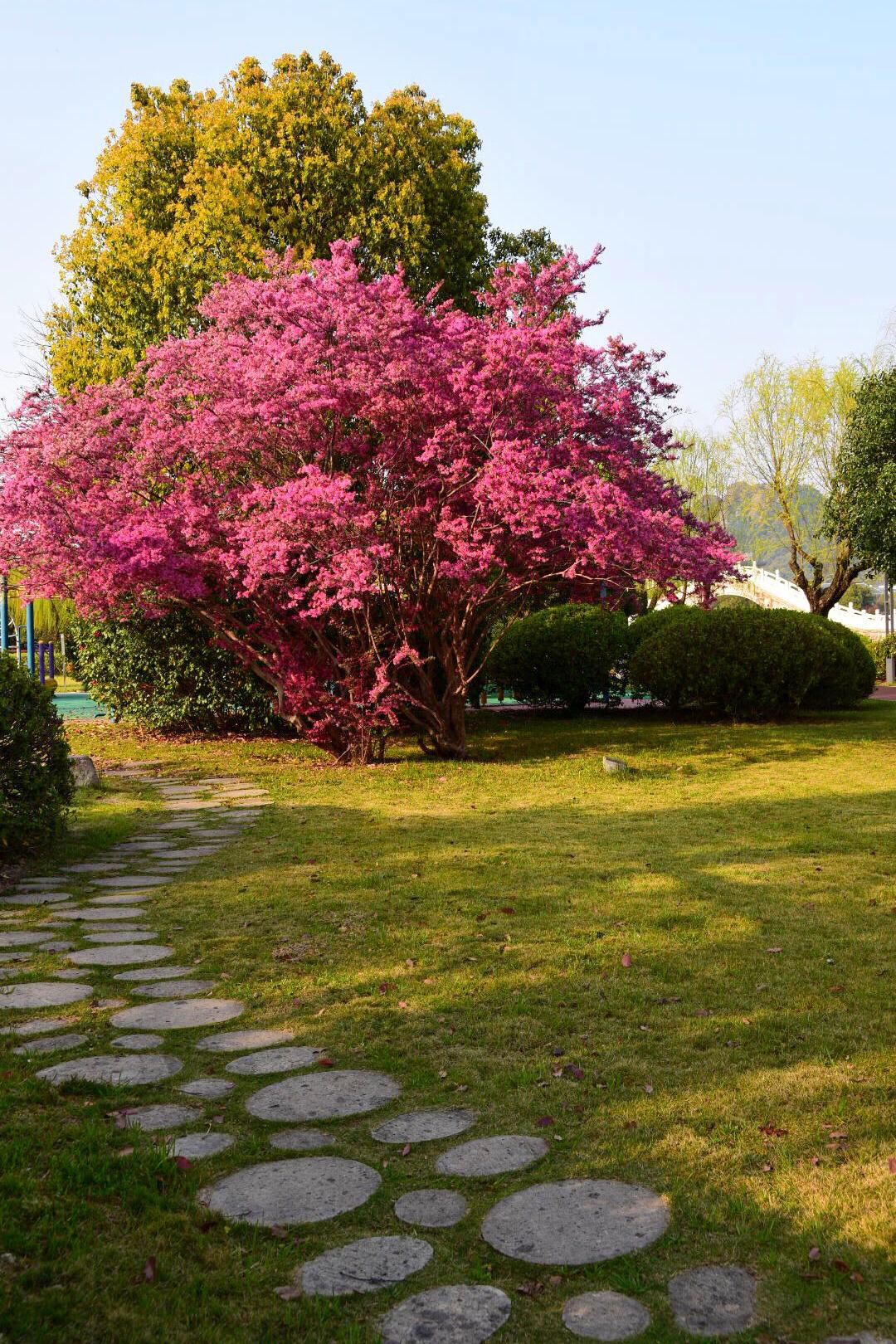 万紫千红总是春,红花檵木盛开