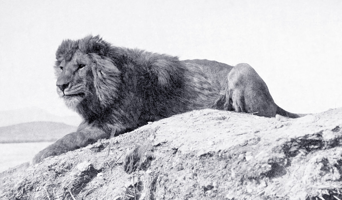 巴巴里狮是否被过誉了?实际上它连东北虎都打不过?