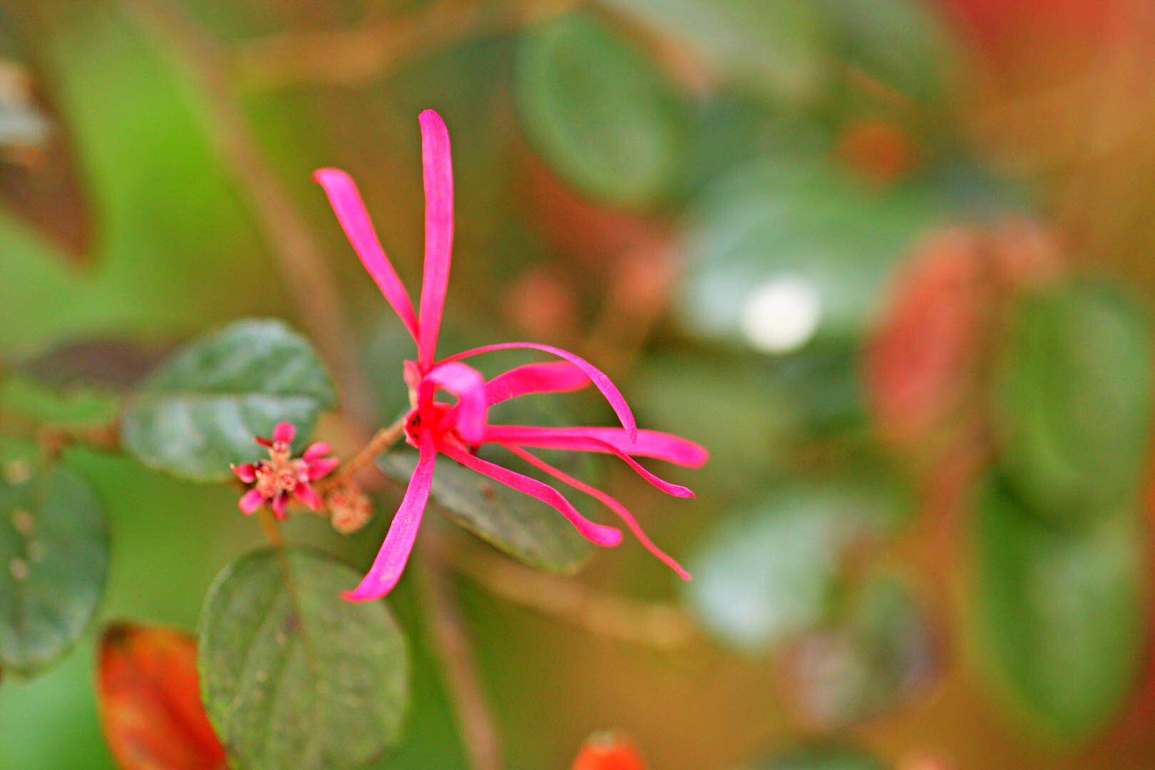 这个像布条条的就是红花檵木的花