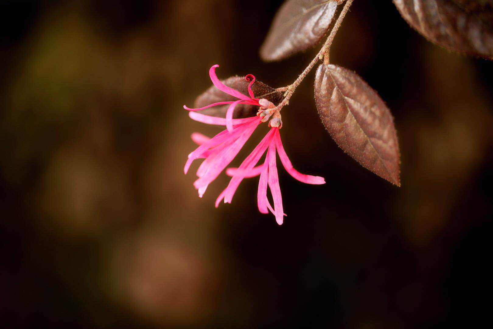 这个像布条条的就是红花檵木的花