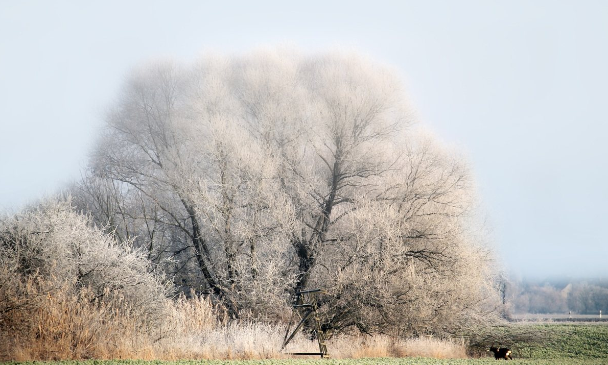漂亮的树挂是怎么拍摄出来的