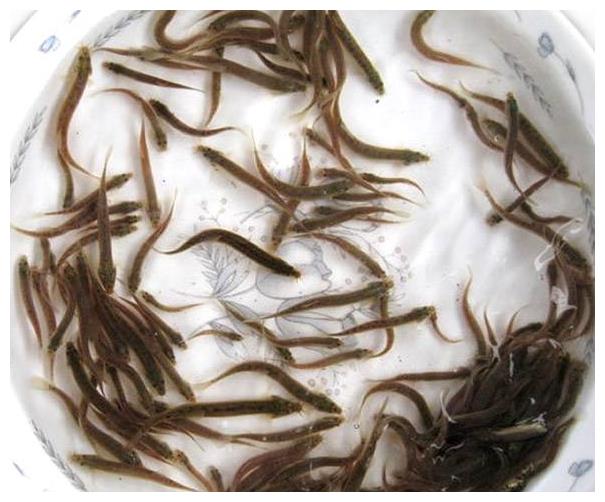 乡下小河沟这几种野生小鱼,个头小味道鲜,小时候天天捉!