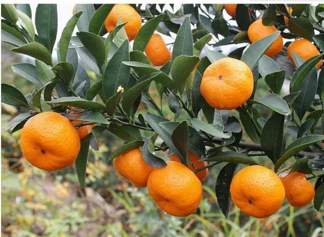 蜜桔含有雌激素吗(蜜桔含糖吗)