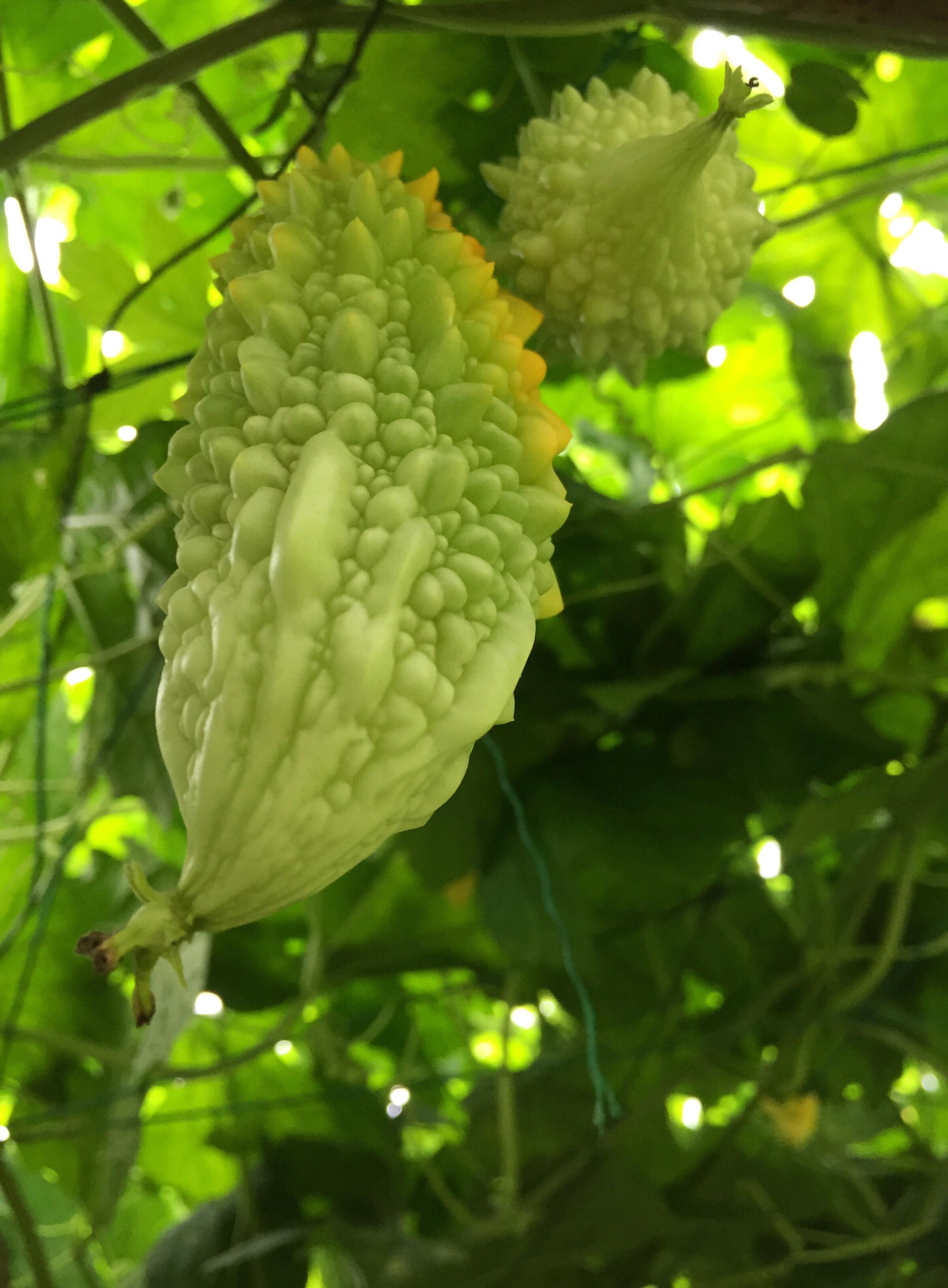 形似苦瓜的金铃子