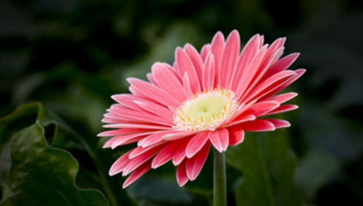 世界上最美的8种花 彼岸花上榜 最后一种在清朝是 国花