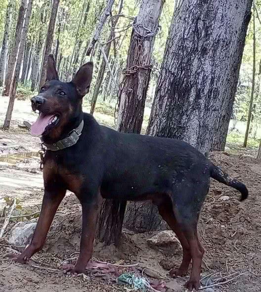 是看家的好能手, 但现在只有零星几只在深山|猎犬|青川|狗狗_新浪网