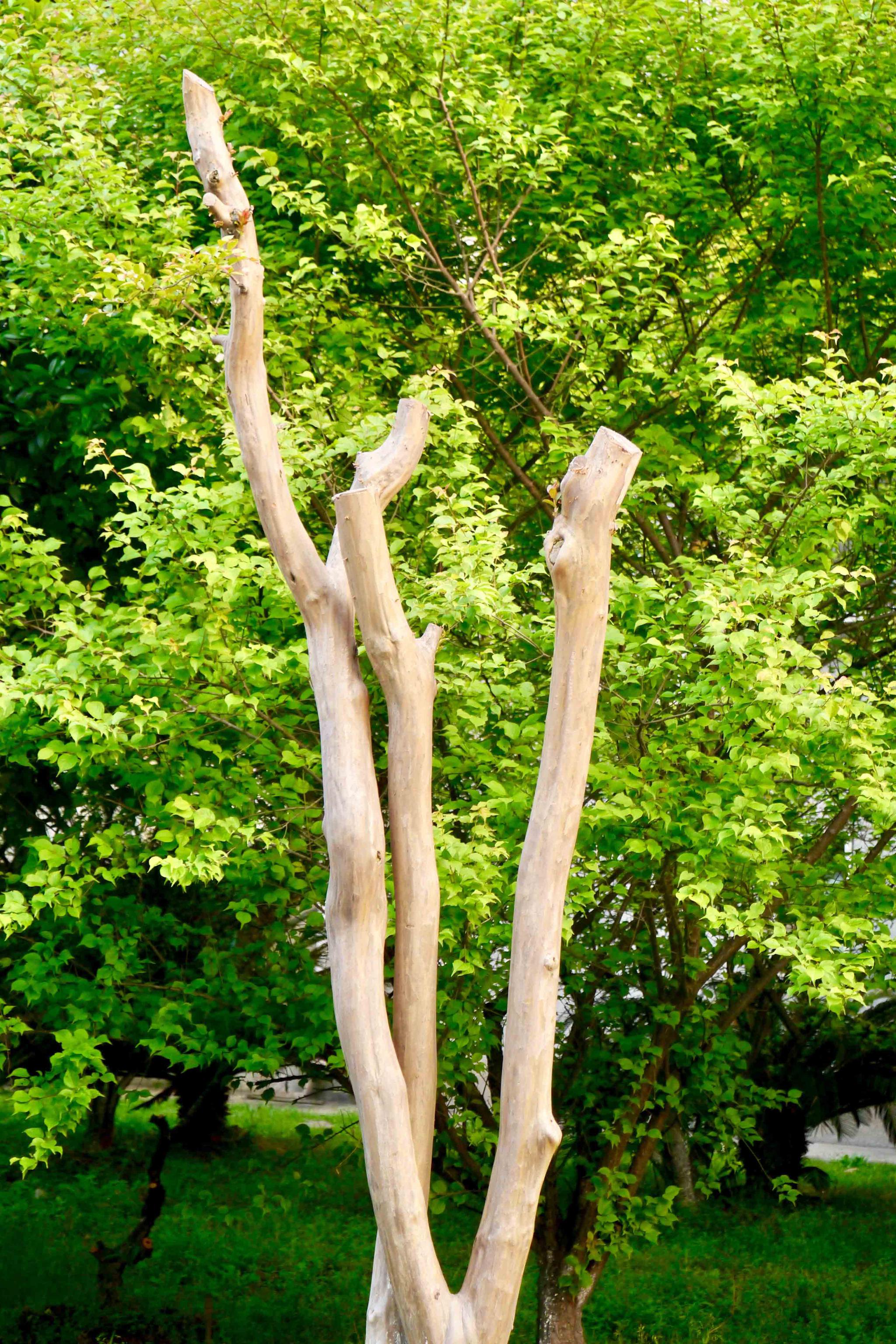 萌芽只为那一树花开时紫薇树