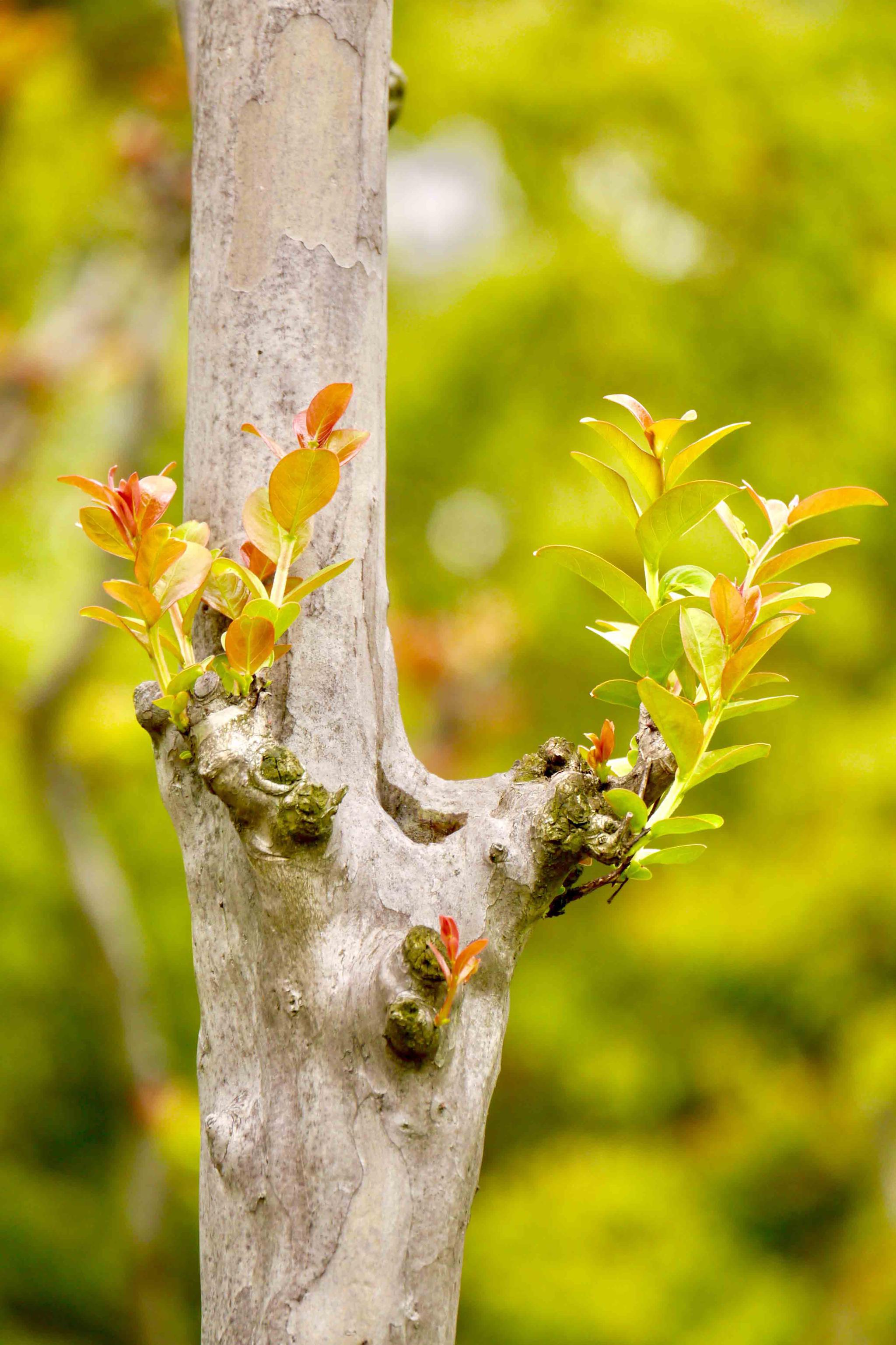 萌芽只为那一树花开时紫薇树