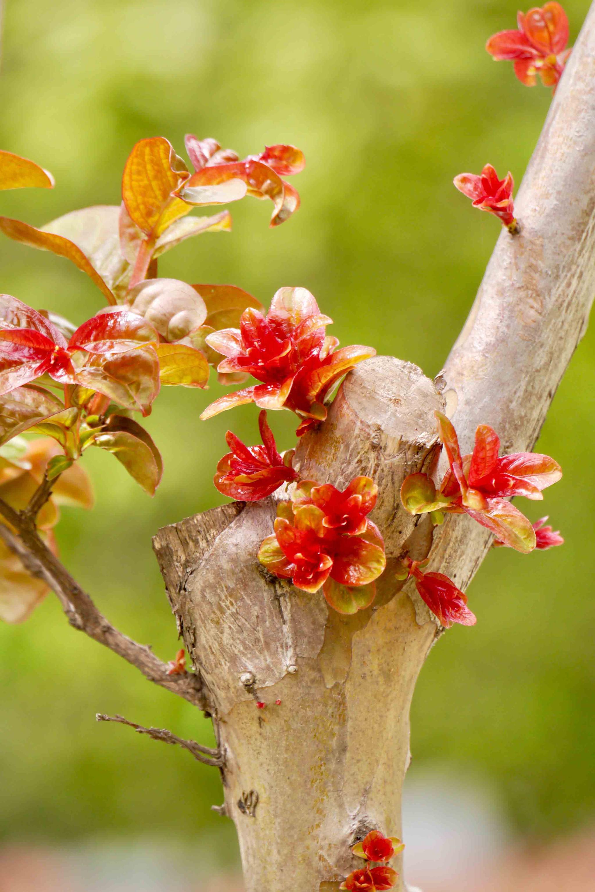 萌芽·只为那一树花开时(紫薇树)