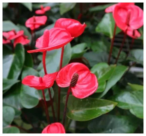 家裡採光差養6種耐陰花光照少也能呼呼長開成花牆太驚人 阿波羅新聞網