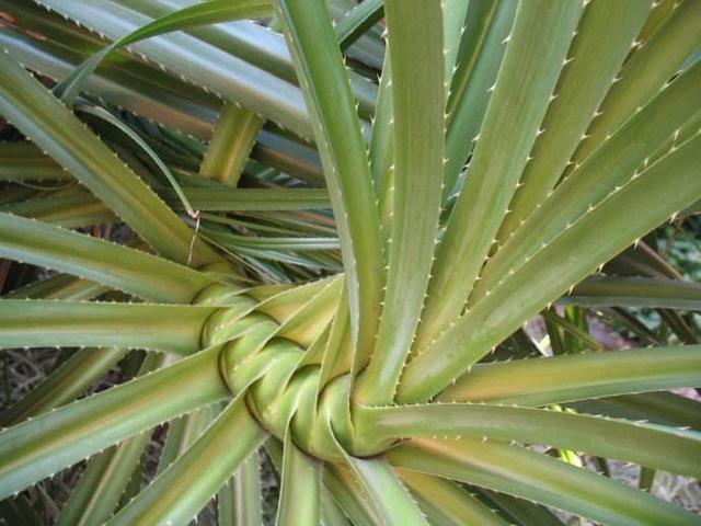 果实长得像菠萝,人称"露兜树",别看长得满身刺,用处不容小觑