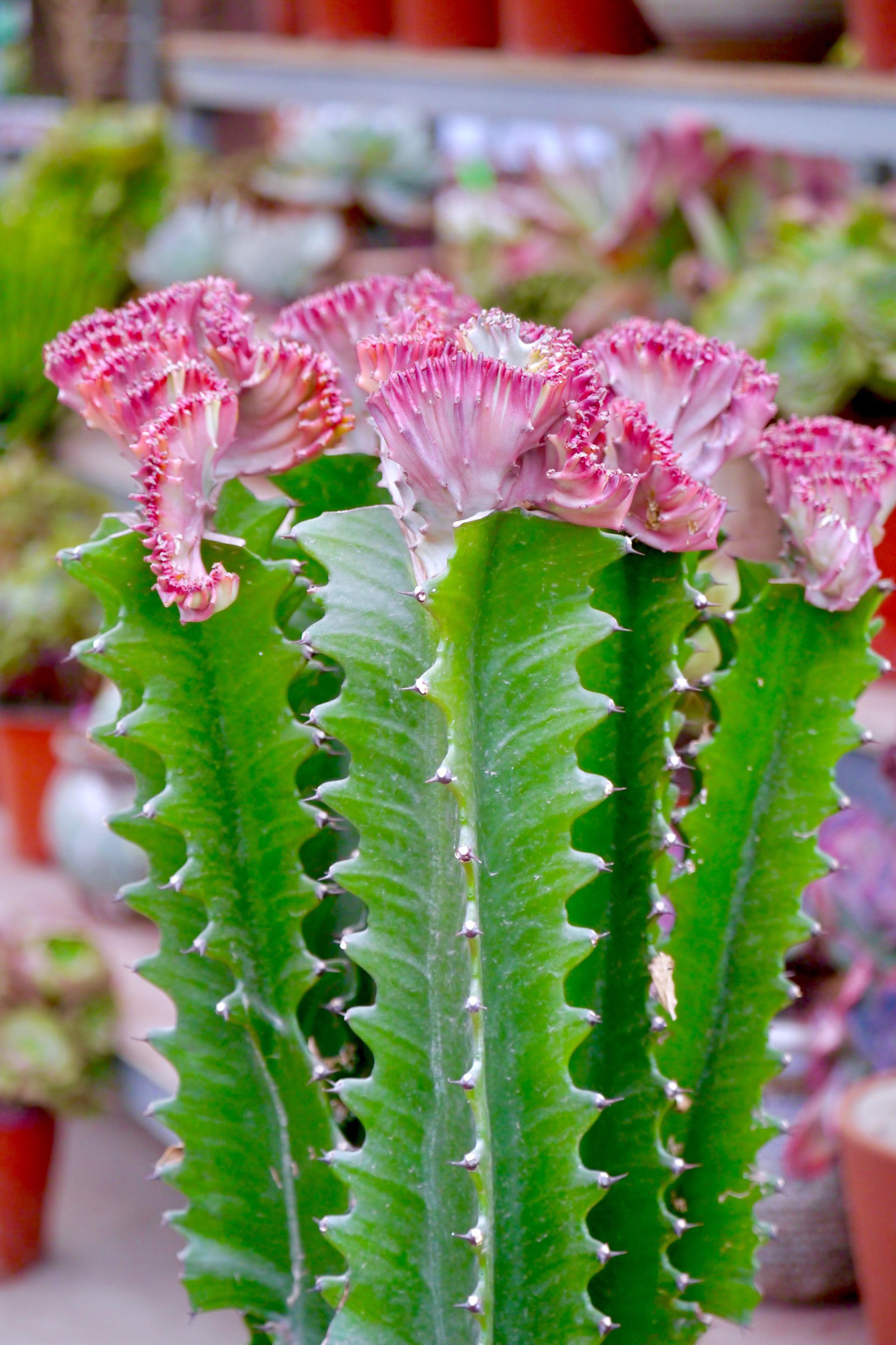 火殃勒(广东称其为霸王鞭)