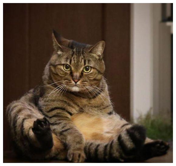 日本猫奴养五只喵,凭借妖娆姿势火遍网络,网友:给我也来一只