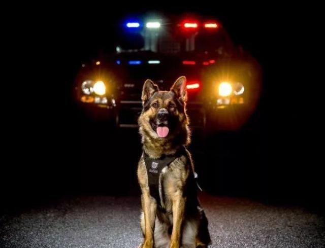 是在拍电影吗?这些帅气警犬执行任务,卖萌,耍帅样样都行!