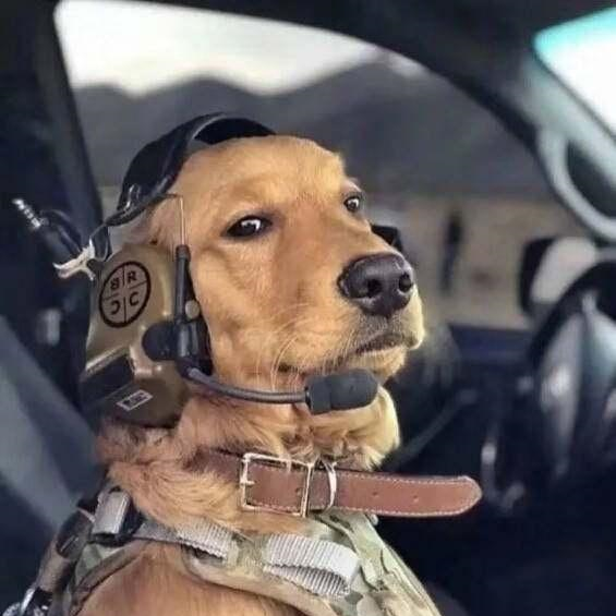 你有没有被一只狗给帅到过网友直呼金毛机长就是狗届宋仲基啊