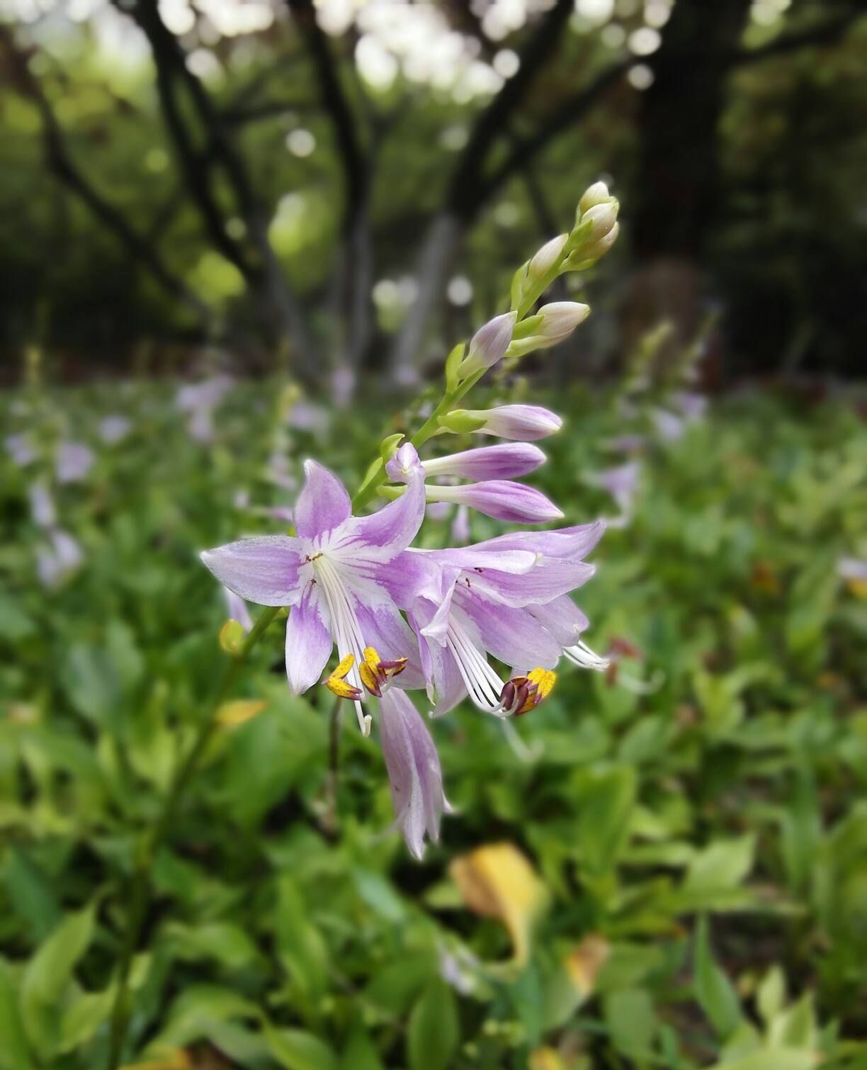 还亮草：紫色“飞燕” | 绿会保护地科普- 中国生物多样性保护与绿色发展基金会